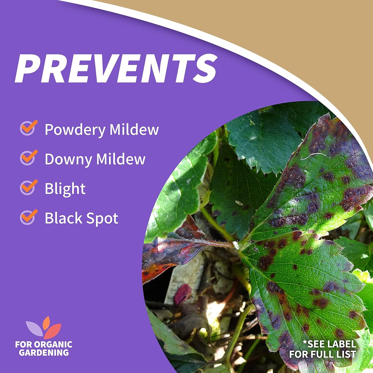 Bonide Captain Jack Copper Fungicide 16 oz Concentrated Plant Disease Control Solution for Organic Gardening(16 Fl Oz)